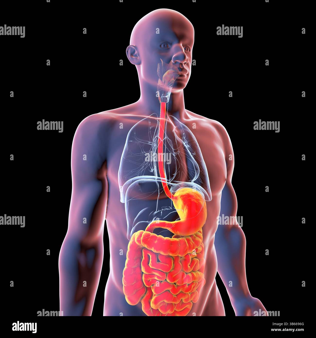 Illustration du corps humain avec le système digestif mis en évidence, montrant les principaux organes impliqués dans la dégradation des aliments, l'absorption et l'élimination des déchets. Banque D'Images
