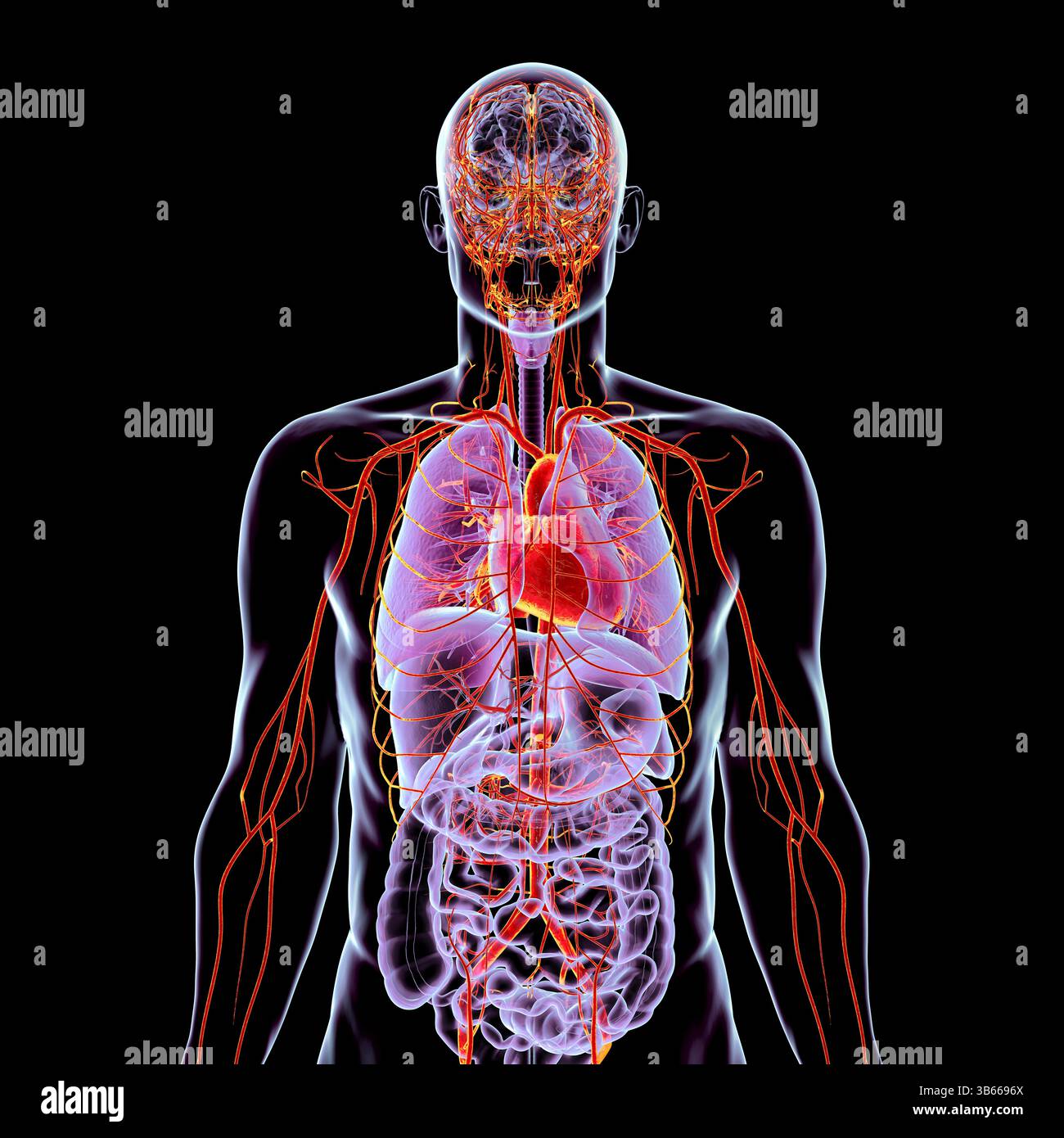 Illustration de l'anatomie du corps humain avec les systèmes respiratoire, digestif, cardiaque et artériel mis en évidence, montrant les principaux organes et le flux sanguin. Banque D'Images