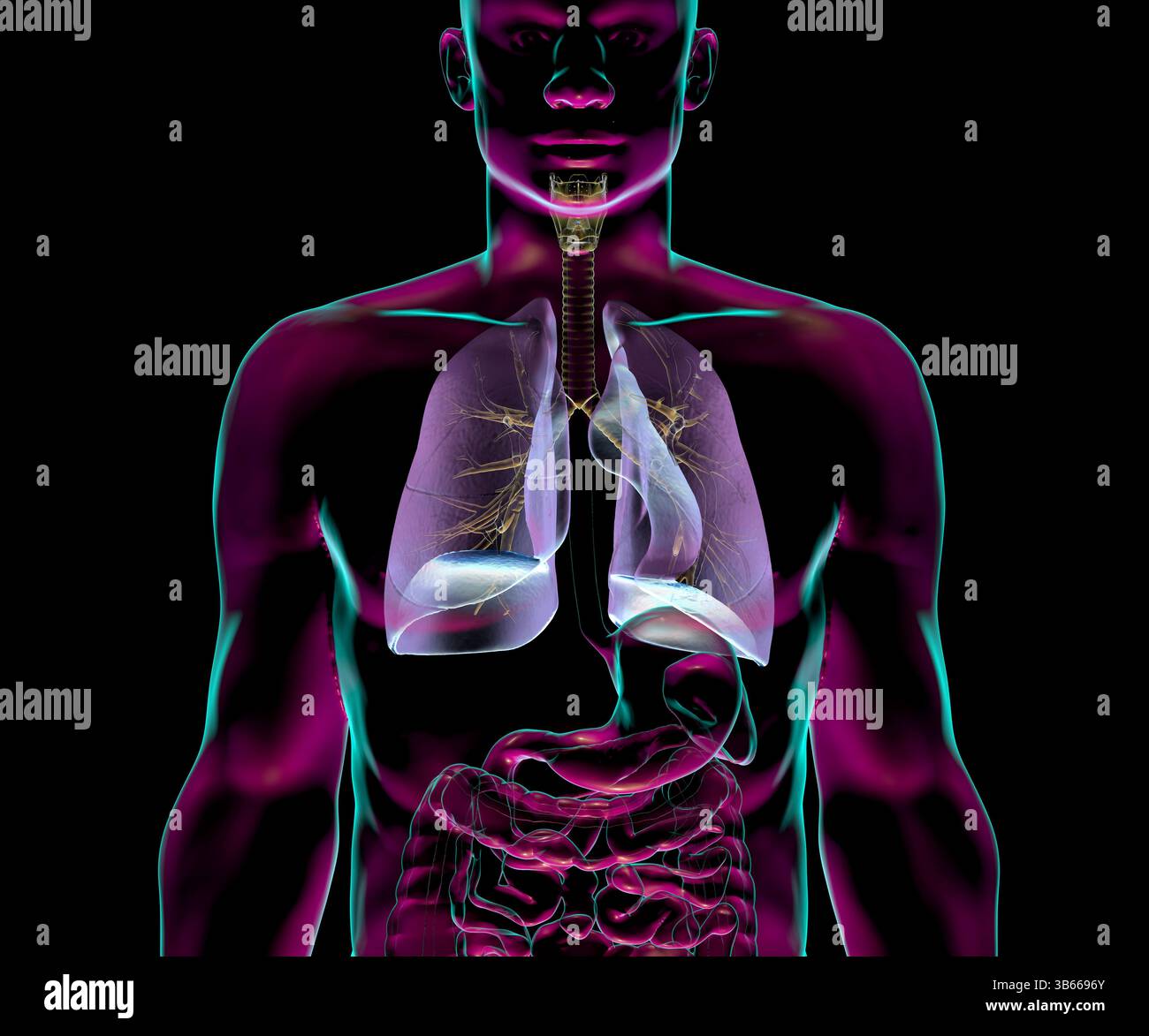 Illustration de l'anatomie du système respiratoire humain, mettant en évidence les organes internes avec transparence. Banque D'Images