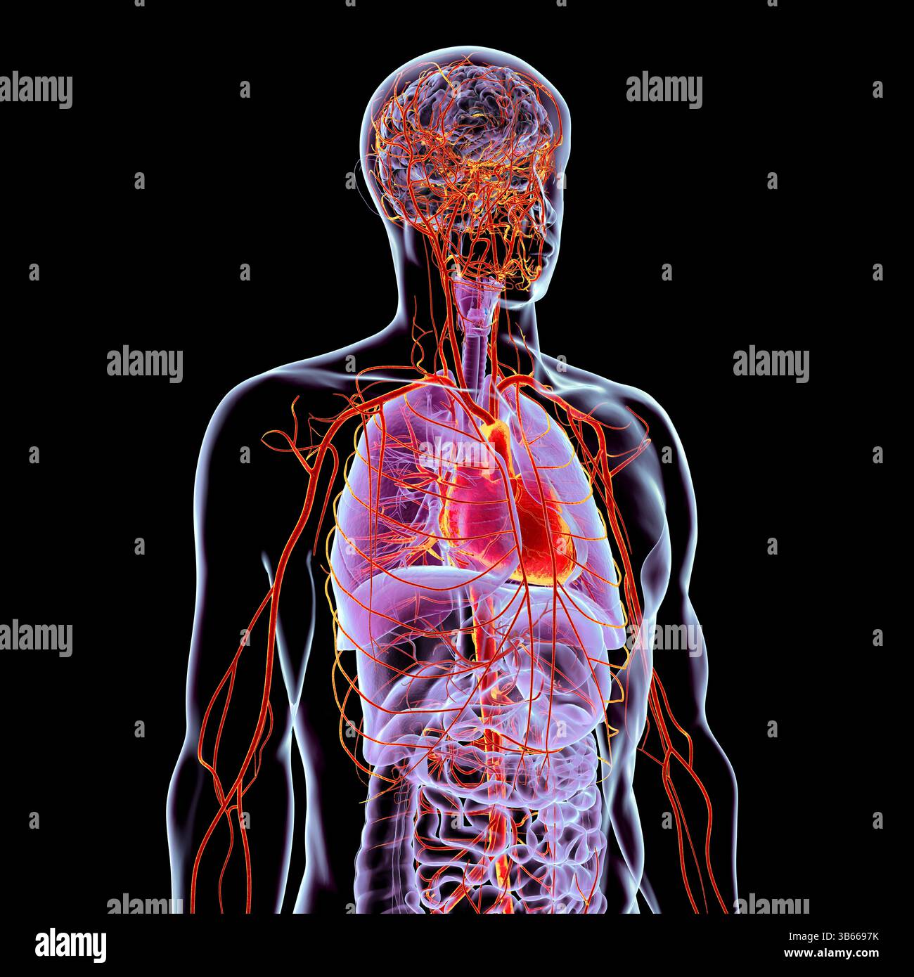 Illustration de l'anatomie du corps humain avec les systèmes respiratoire, digestif, cardiaque et artériel mis en évidence, montrant les principaux organes et le flux sanguin. Banque D'Images