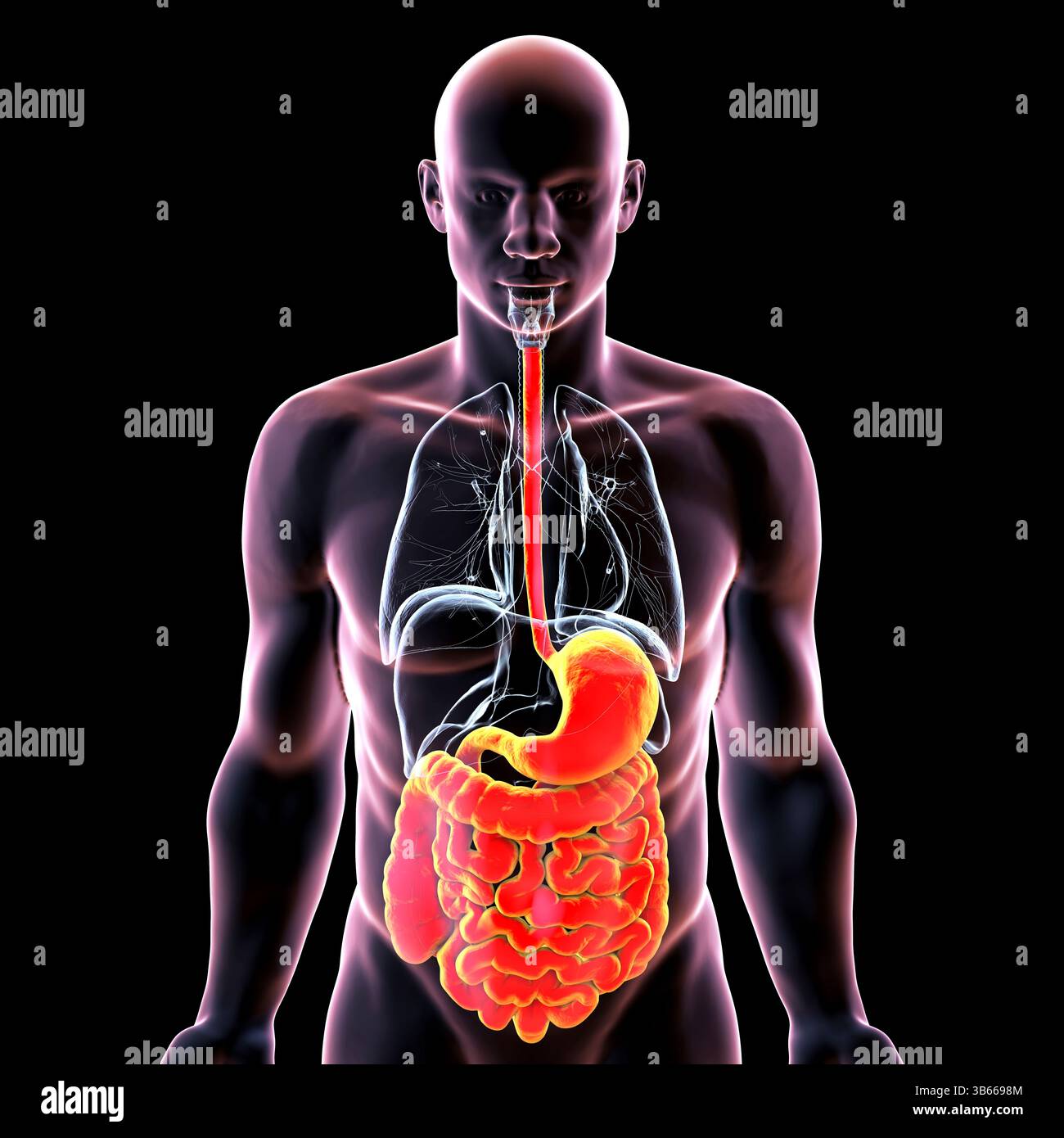 Illustration du corps humain avec le système digestif mis en évidence, montrant les principaux organes impliqués dans la dégradation des aliments, l'absorption et l'élimination des déchets. Banque D'Images