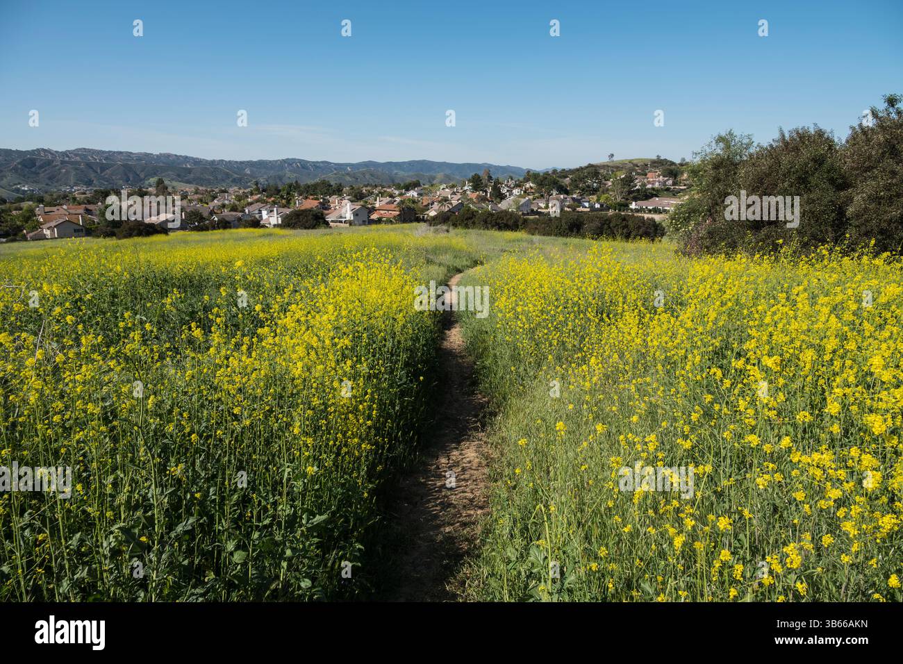 Sentier de randonnée printanier du quartier des fleurs sauvages dans la vallée de Simi en Californie. Banque D'Images