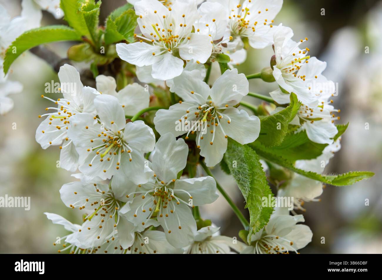 Les cerisiers en fleurs mettent en valeur leur beauté dans un jardin animé au printemps. Les fleurs blanches délicates avec des étamines jaunes attirent les abeilles, créant un AT animé Banque D'Images