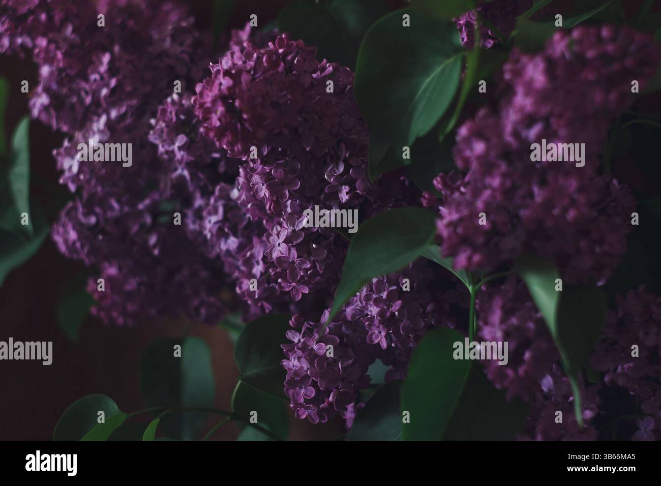 Macro de fleurs de lilas, gros plan floral de mauvaise humeur, vue latérale. Des pétales doux et une ambiance calme et contemplative. Banque D'Images