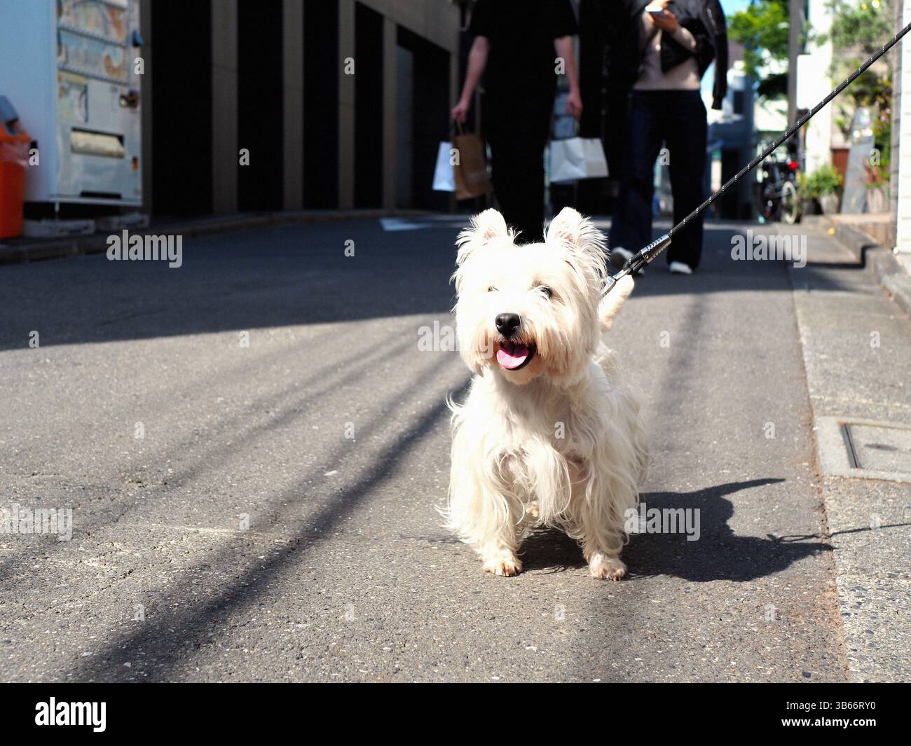 West Highland White Terrier marchant dans une rue ensoleillée au Japon Banque D'Images