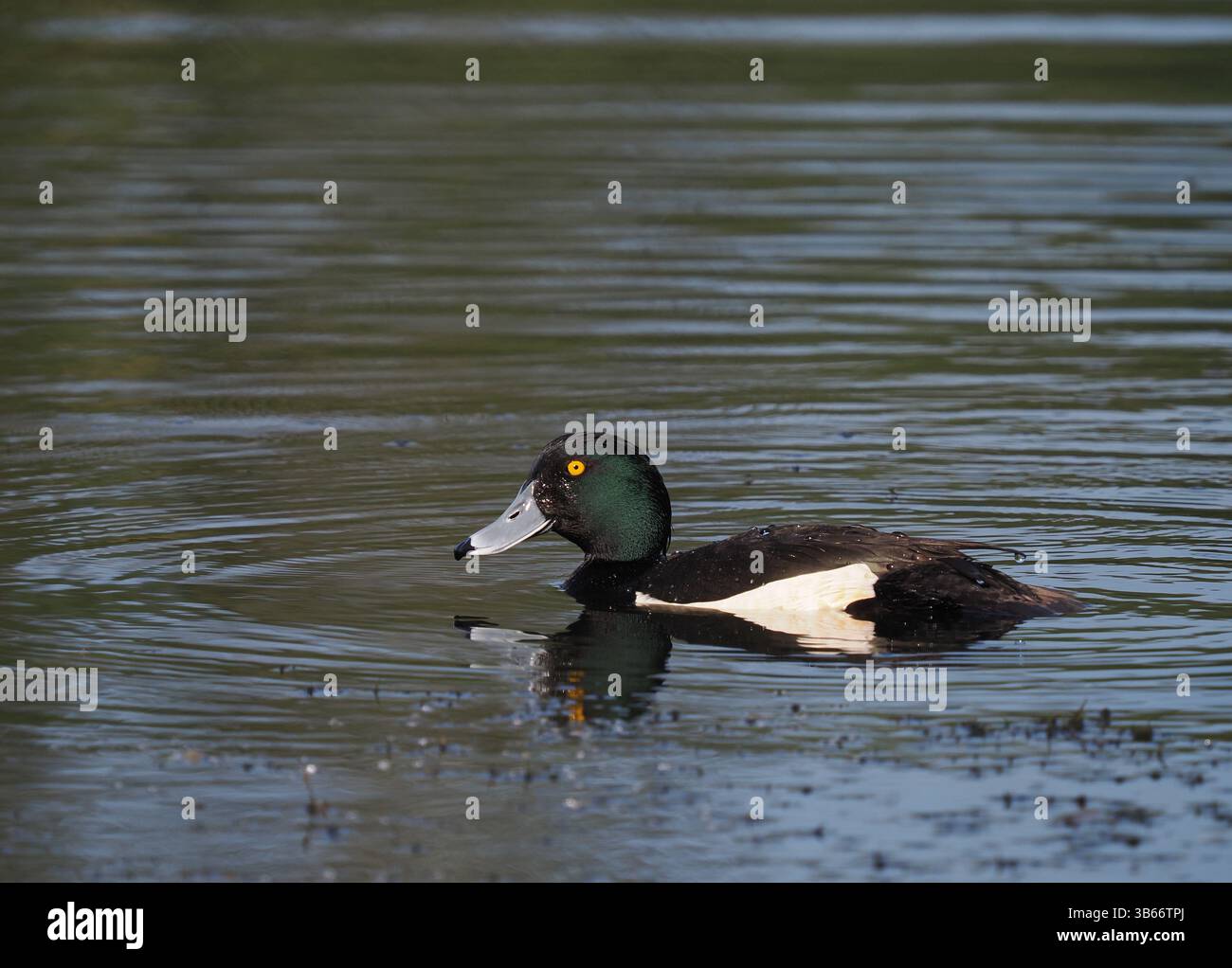 Les canards touffetés sont un petit canard plongeur qu'ils nourrissent sous l'eau après une plongée propulsée. Banque D'Images