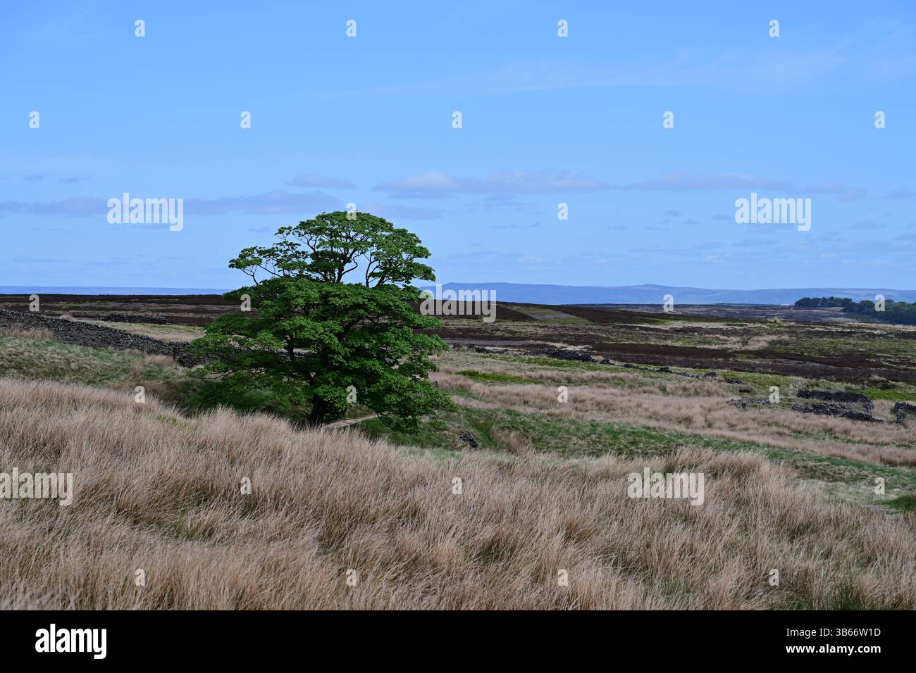 Arbre solitaire sur le chemin de TopWithens, Haworth Moor, Bronte Country, West Yorkshire Banque D'Images