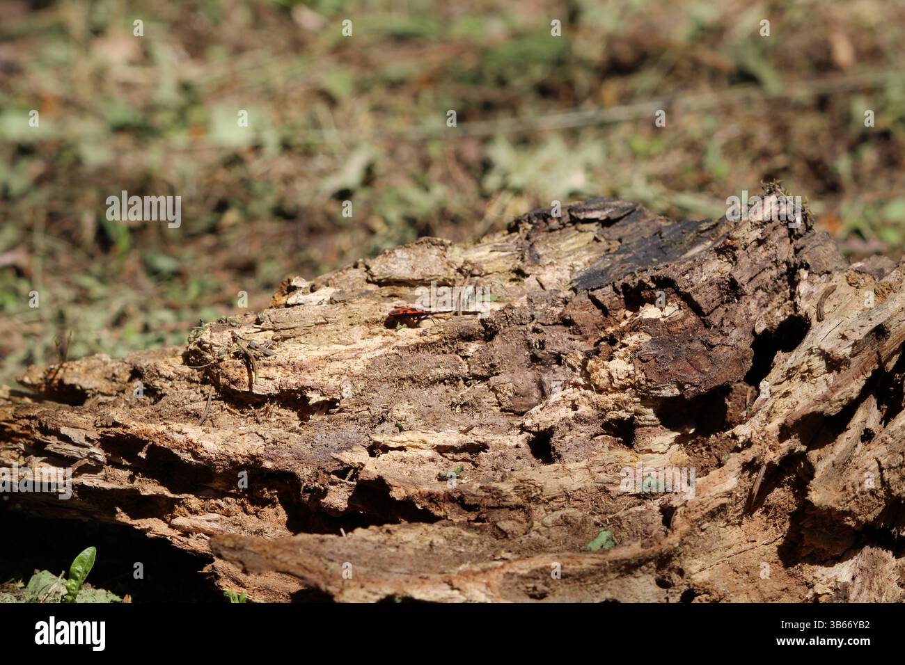 Pièce de bois Banque D'Images