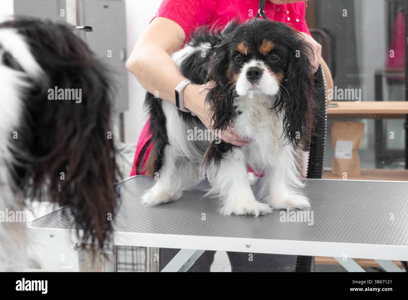 Toilettant professionnel lavant un Cavalier King Charles Spaniel avec une douchette dans un salon Banque D'Images