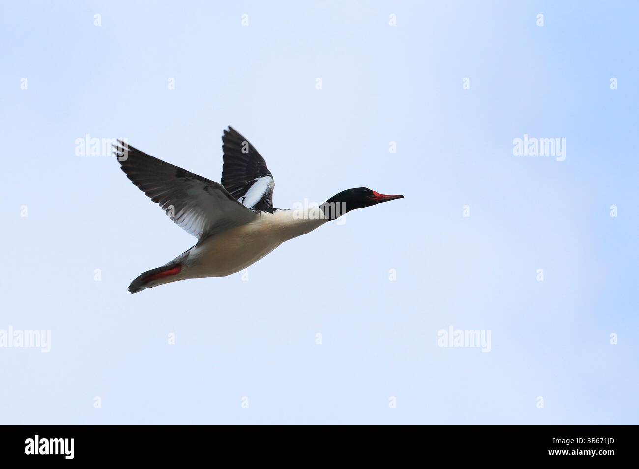 Merganser commun, ( Mergus merganser ) mâle en vol sur ciel bleu clair tôt le matin. Banque D'Images