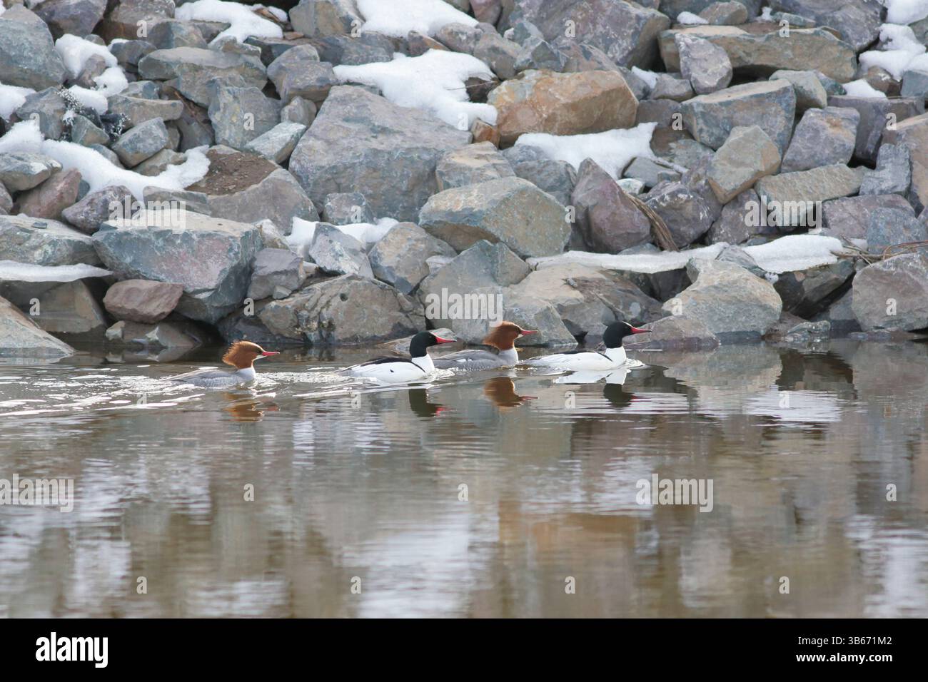 Deux paires de Common Merganser nageant dans la rivière, à la fin de l'hiver le long du rivage rocheux. Banque D'Images
