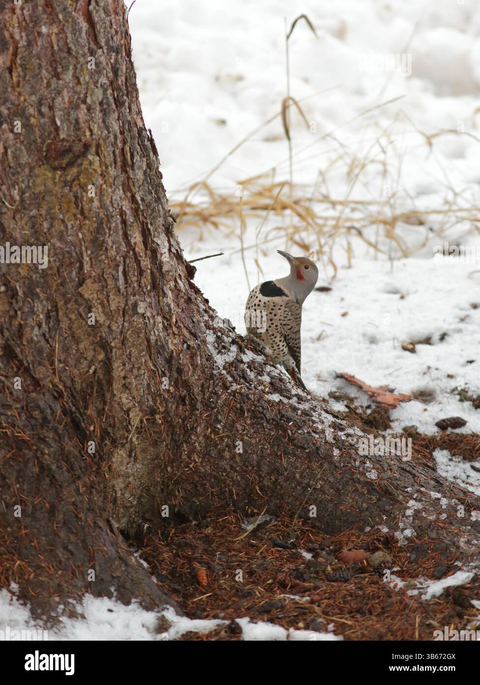 Northern Flicker, ( Colaptes auratus ), assis sur la base du tronc d'arbre en hiver, à la recherche de nourriture. Banque D'Images