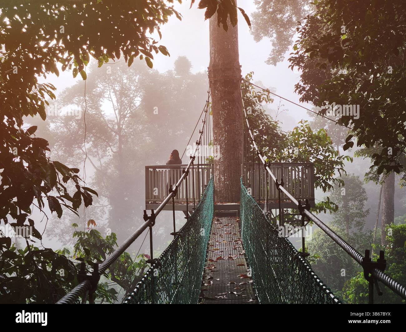 Pont suspendu à canopée et plate-forme dans la forêt tropicale humide de la vallée de Danum Lahad Datu Sabah Banque D'Images