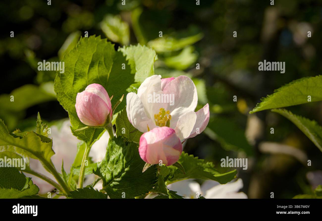 Détails de belles fleurs de pomme blanches et roses Banque D'Images