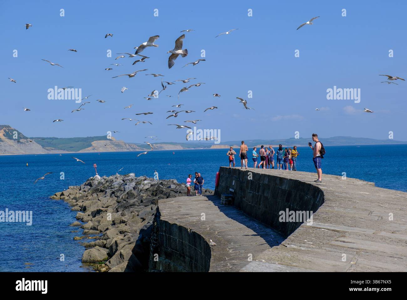 Lyme Regis, Dorset, Royaume-Uni. 3 mai 2025. Les mouettes affluent autour des visiteurs sur le Cobb historique à Lyme Regis dans le Dorset. Crédit : Tom Corban/Alamy Live News Banque D'Images