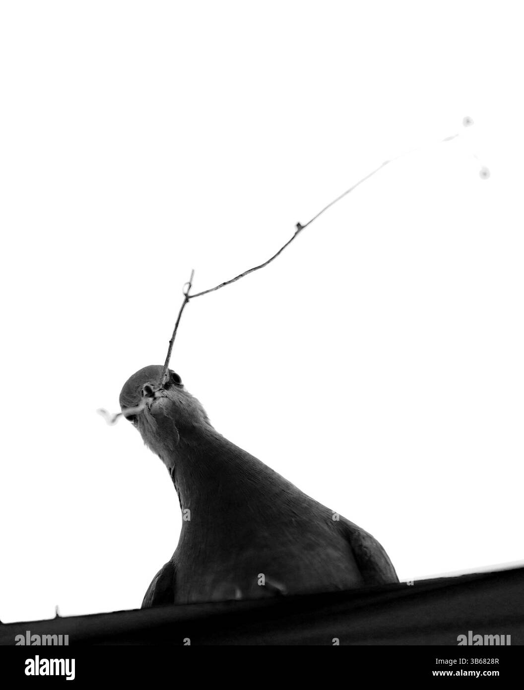 Dove de deuil portant une brindille pour la nidification – faible angle Noir et Blanc Shot Banque D'Images