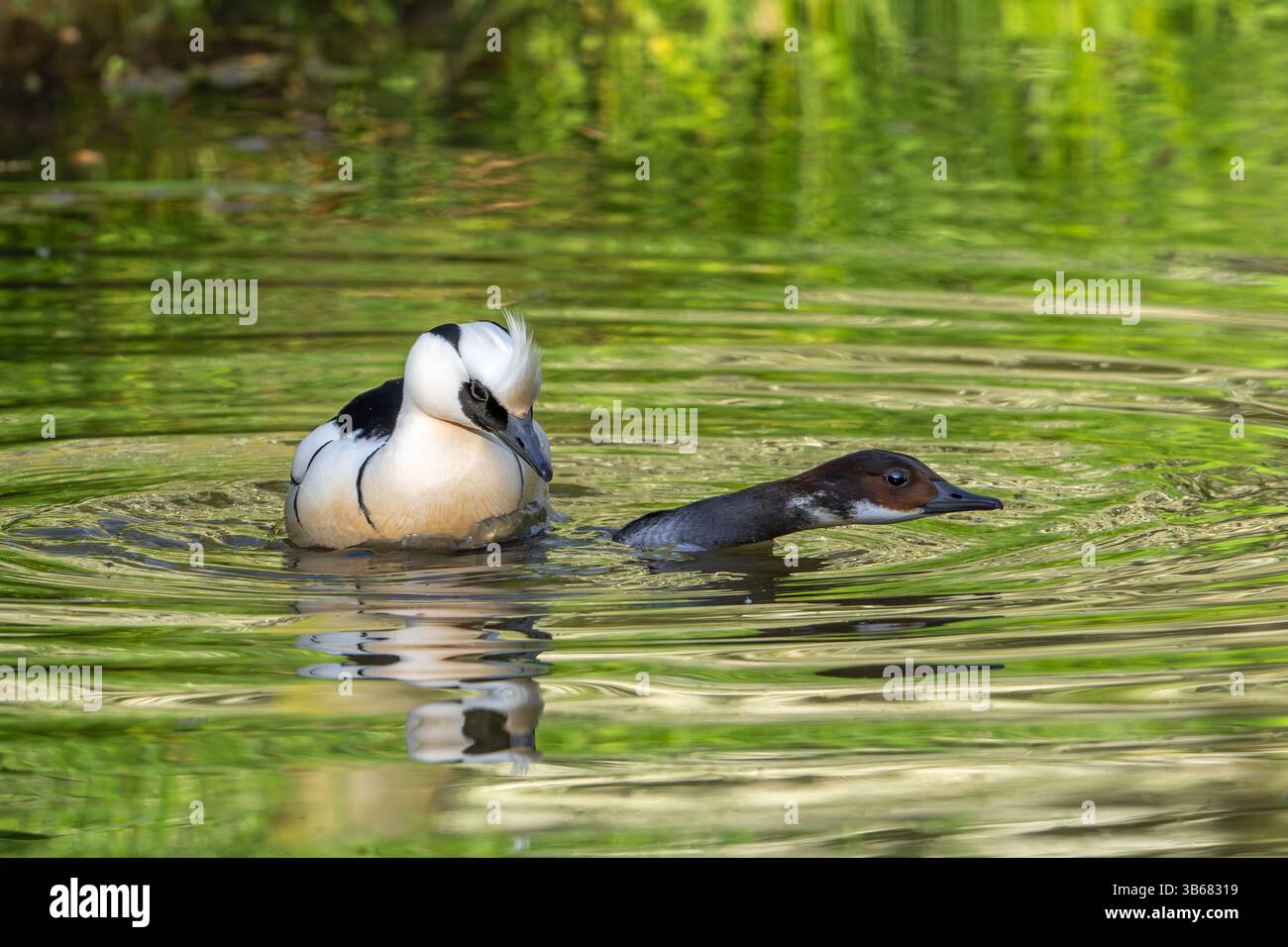 Mâle SMEW (Mergellus albellus / Mergus albellus) s'accouplant avec femelle dans l'étang au printemps Banque D'Images