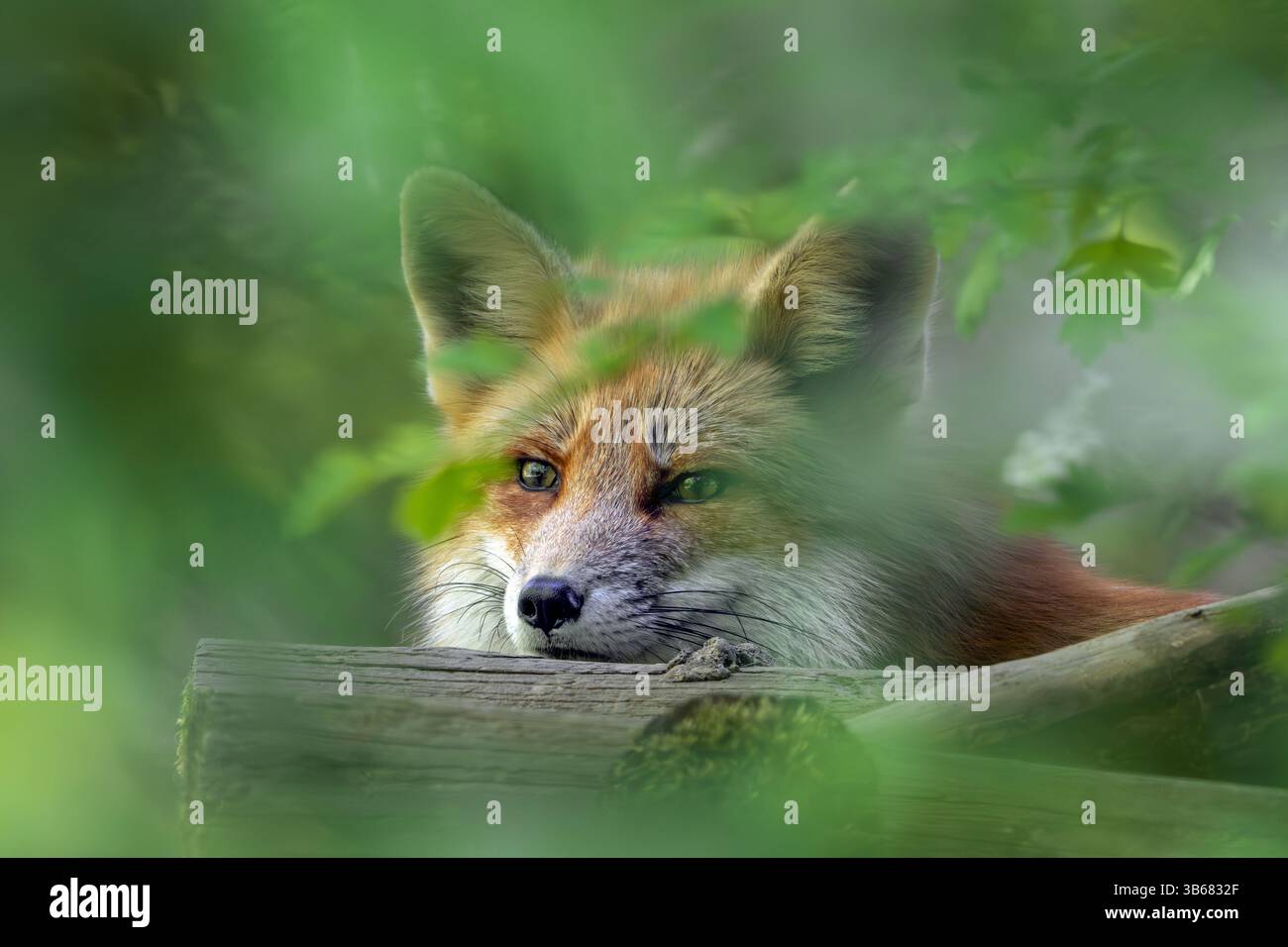 Gros plan du renard roux (Vulpes vulpes) regardant à travers les feuilles dans la forêt feuilletée au printemps Banque D'Images