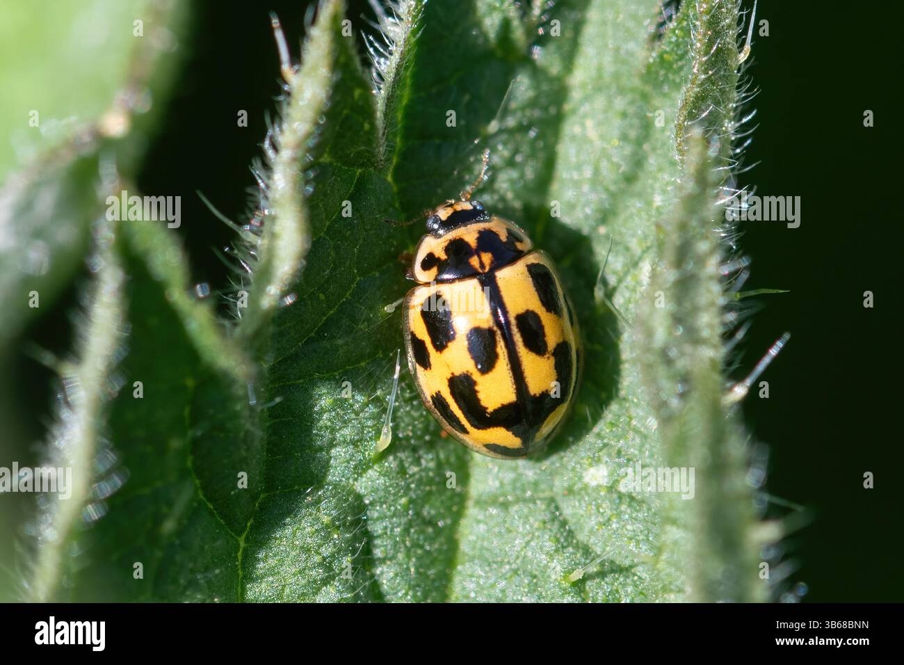 Coccinelle à quatorze taches (Propylea quattuordecimpunctata, coccinelle à 14 taches ou coccinelle) sur ortie piquante, Royaume-Uni Banque D'Images