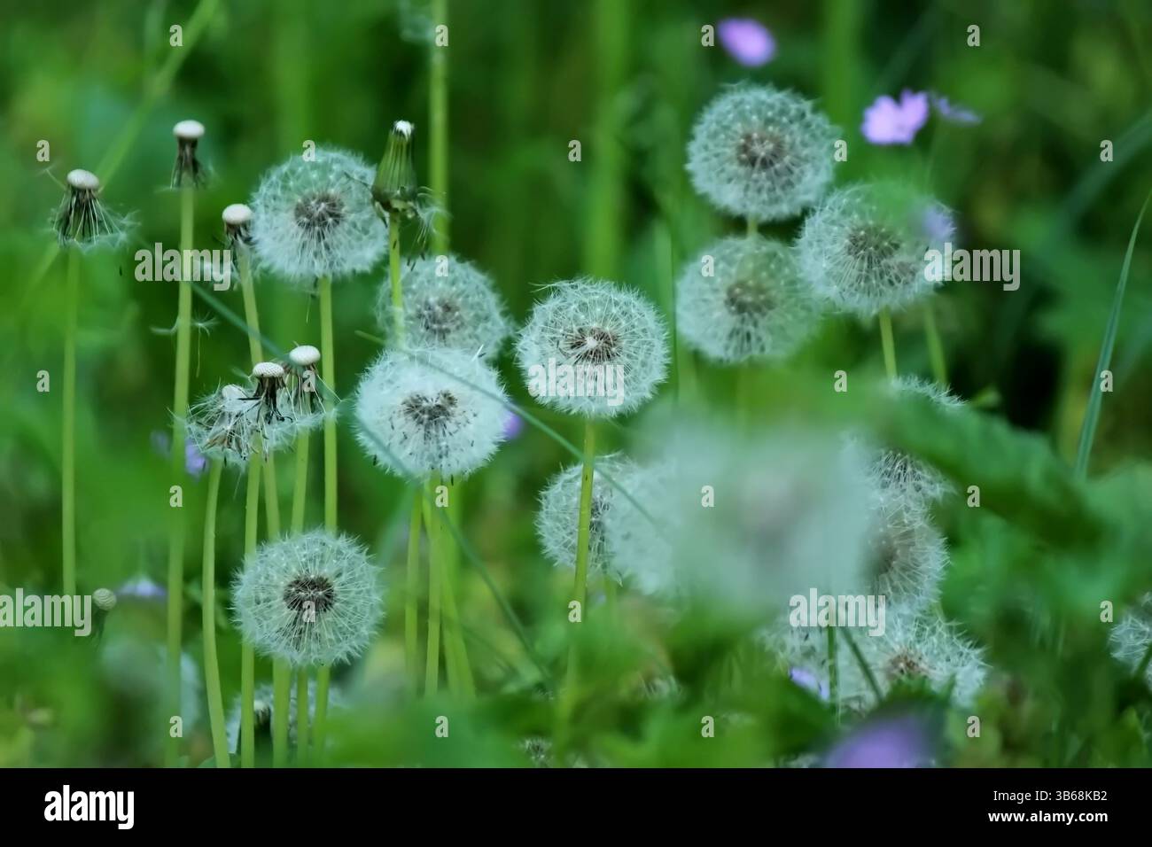 Les pissenlits dans l'herbe se rapprochent Banque D'Images