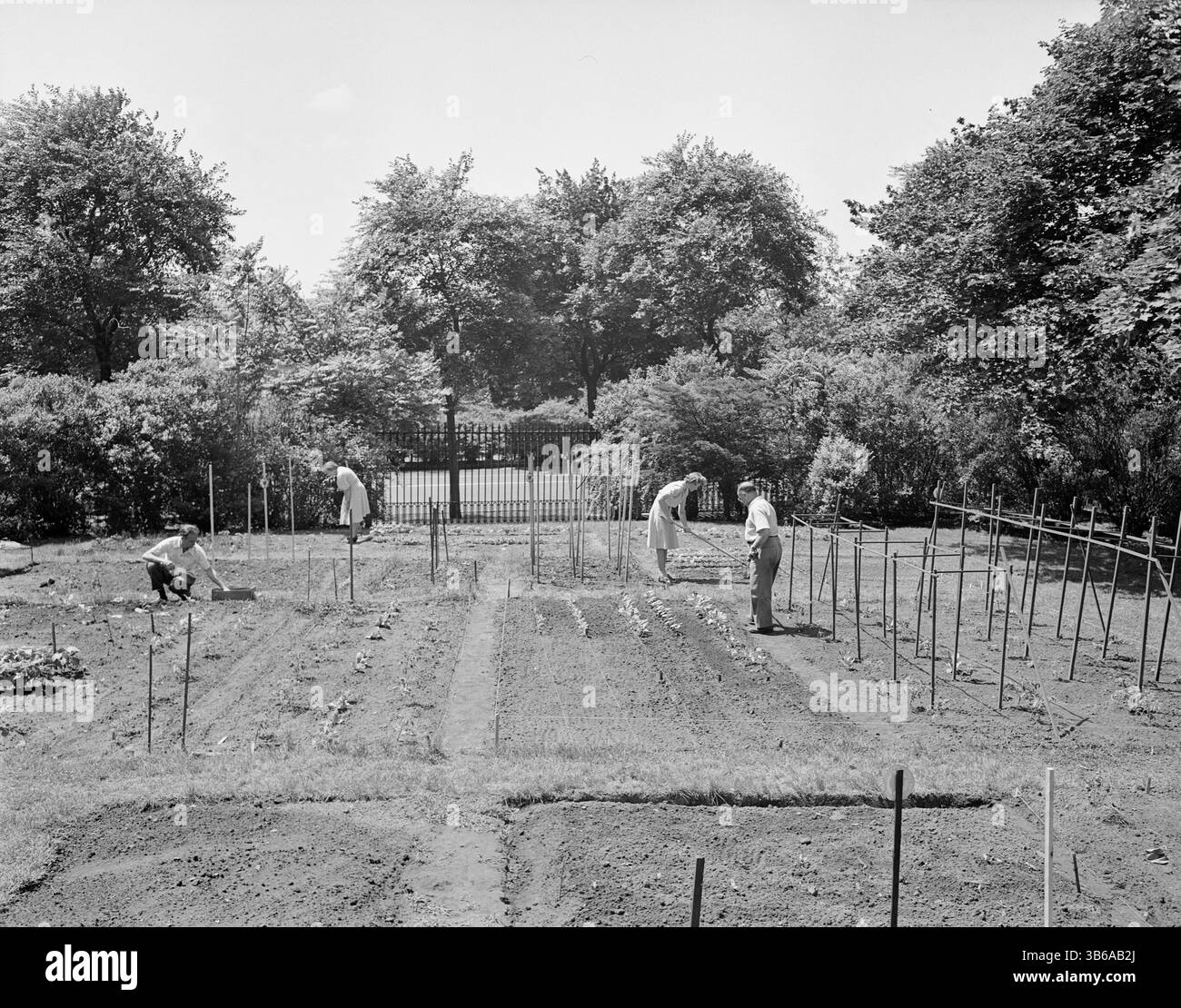 New York, New York. Jardinage de victoire sur le domaine Charles Schwab, 1944. Banque D'Images
