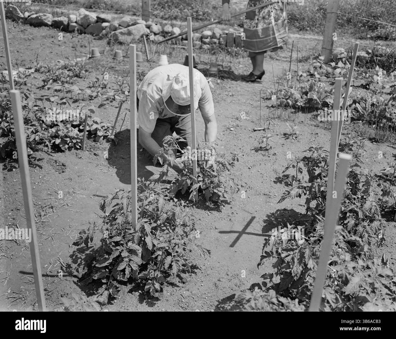 New York, New York. Victory Gardening à Forest Hills, Queens, 1944. Banque D'Images