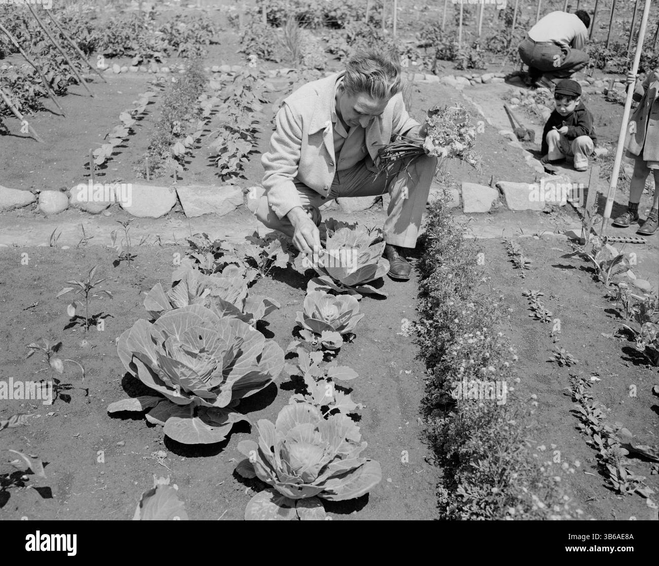 New York, New York. Victory Gardening à Forest Hills, Queens, 1944. Banque D'Images