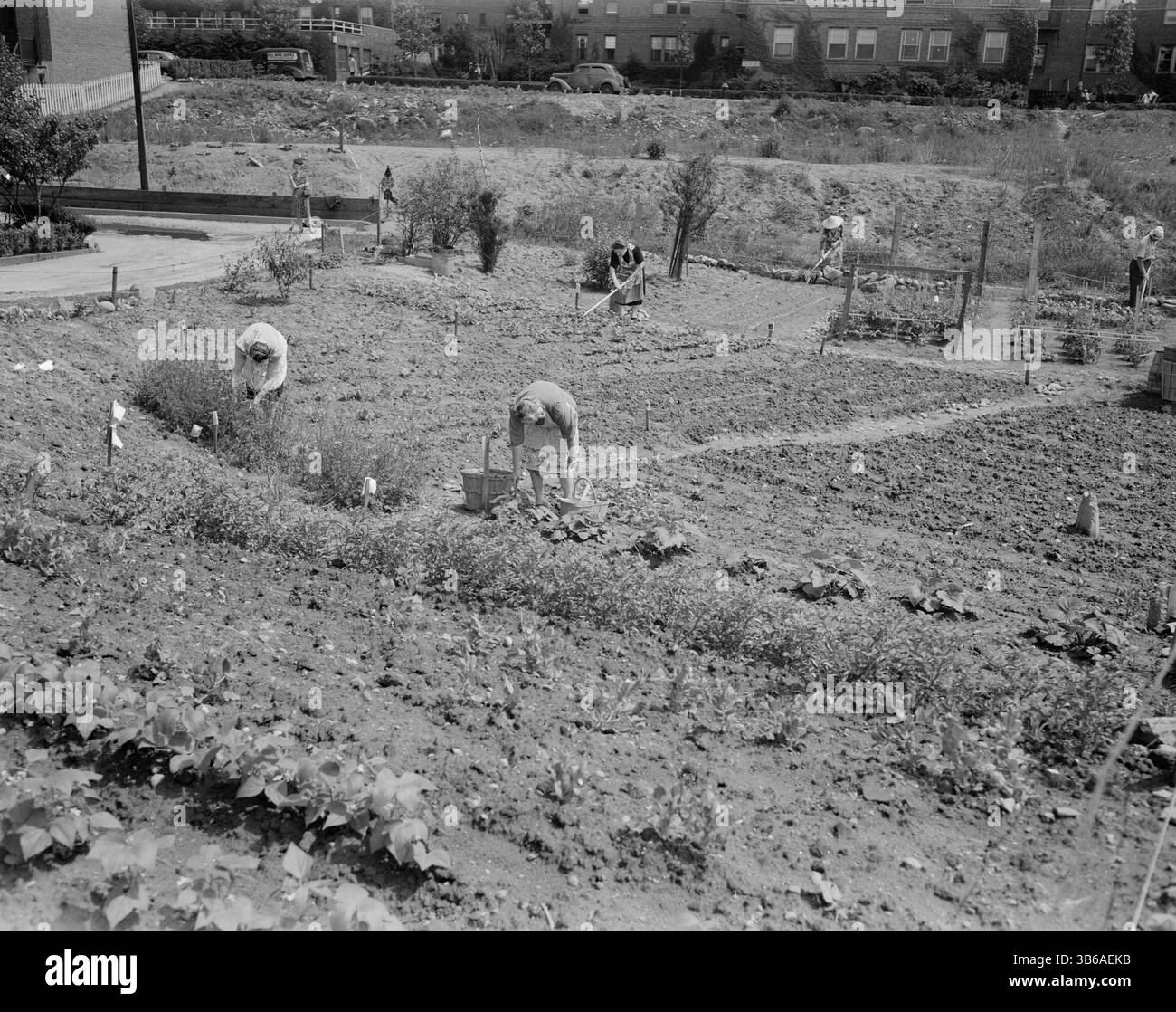 New York, New York. Victory Gardening à Forest Hills, Queens, 1944. Banque D'Images