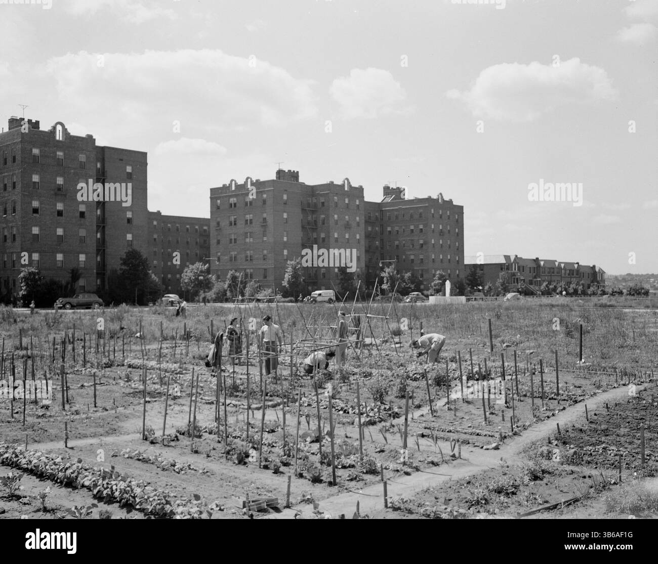 New York, New York. Victory Gardening à Forest Hills, Queens, 1944. Banque D'Images