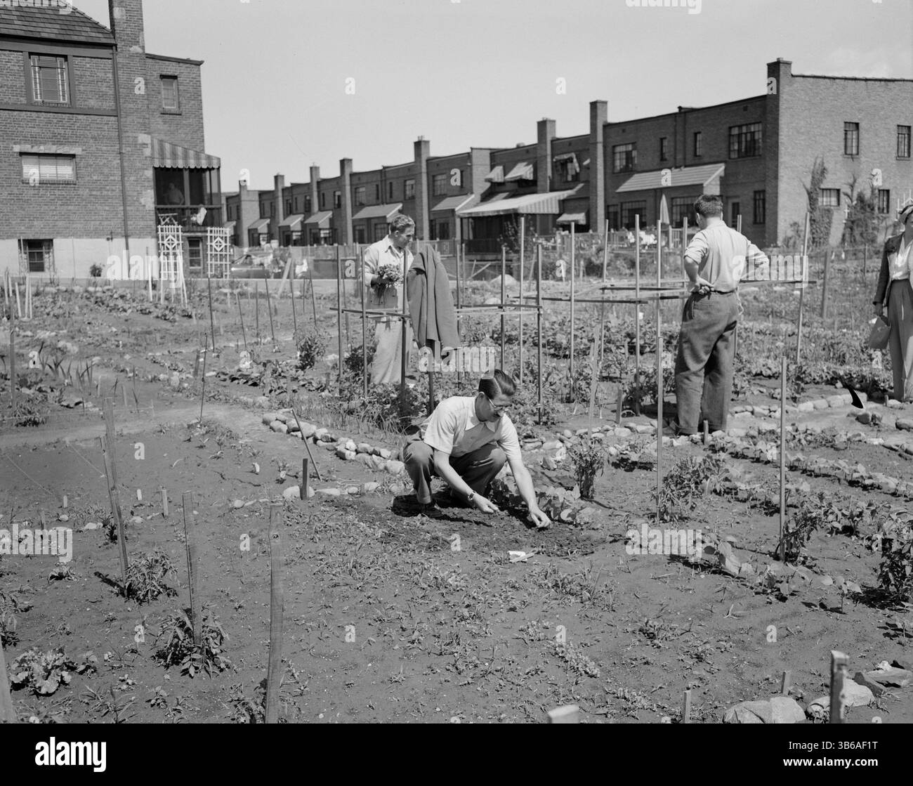 New York, New York. Victory Gardening à Forest Hills, Queens, 1944. Banque D'Images