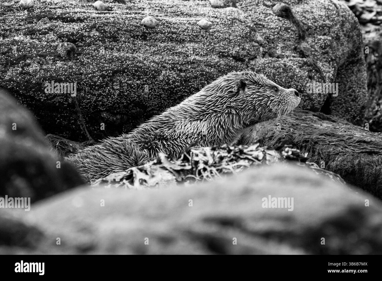 Une image dramatique d'une loutre eurasienne scrutant un trou dans la rive rocheuse des Shetland. Banque D'Images