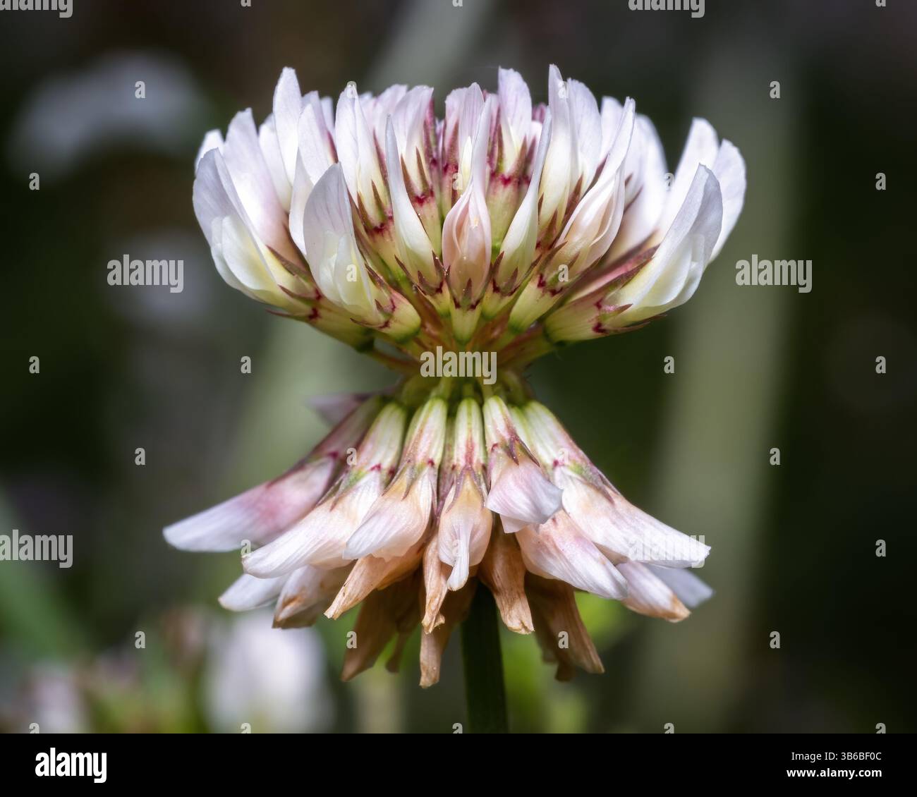 Gros plan d'une fleur de trèfle blanc indigène. Raleigh, Caroline du Nord. Banque D'Images