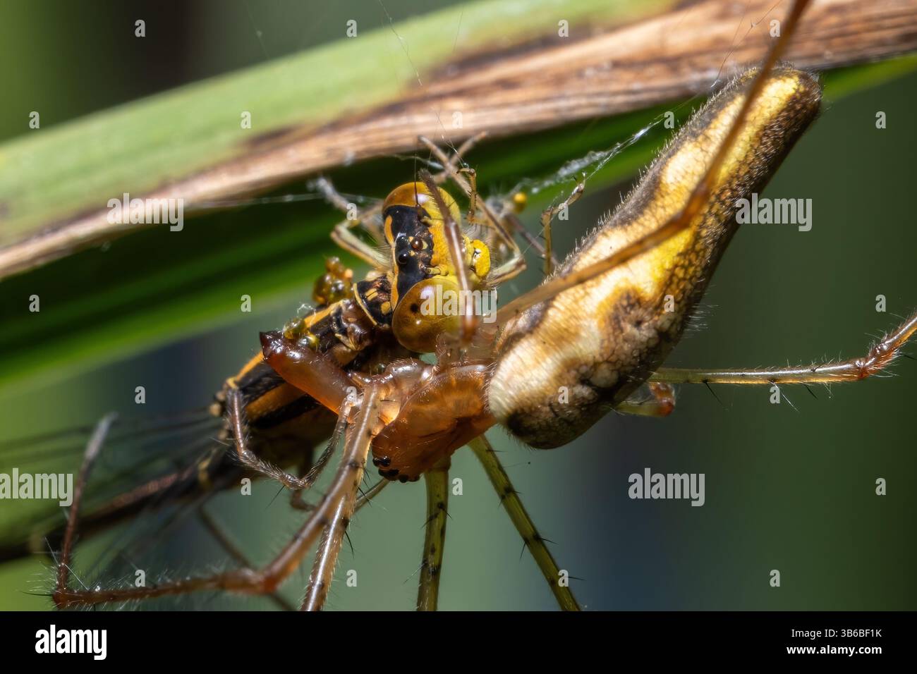 Une araignée étirée utilise ses longues mâchoires et ses crocs pour engloutir sa proie, un bleu orange. Raleigh, Caroline du Nord. Banque D'Images
