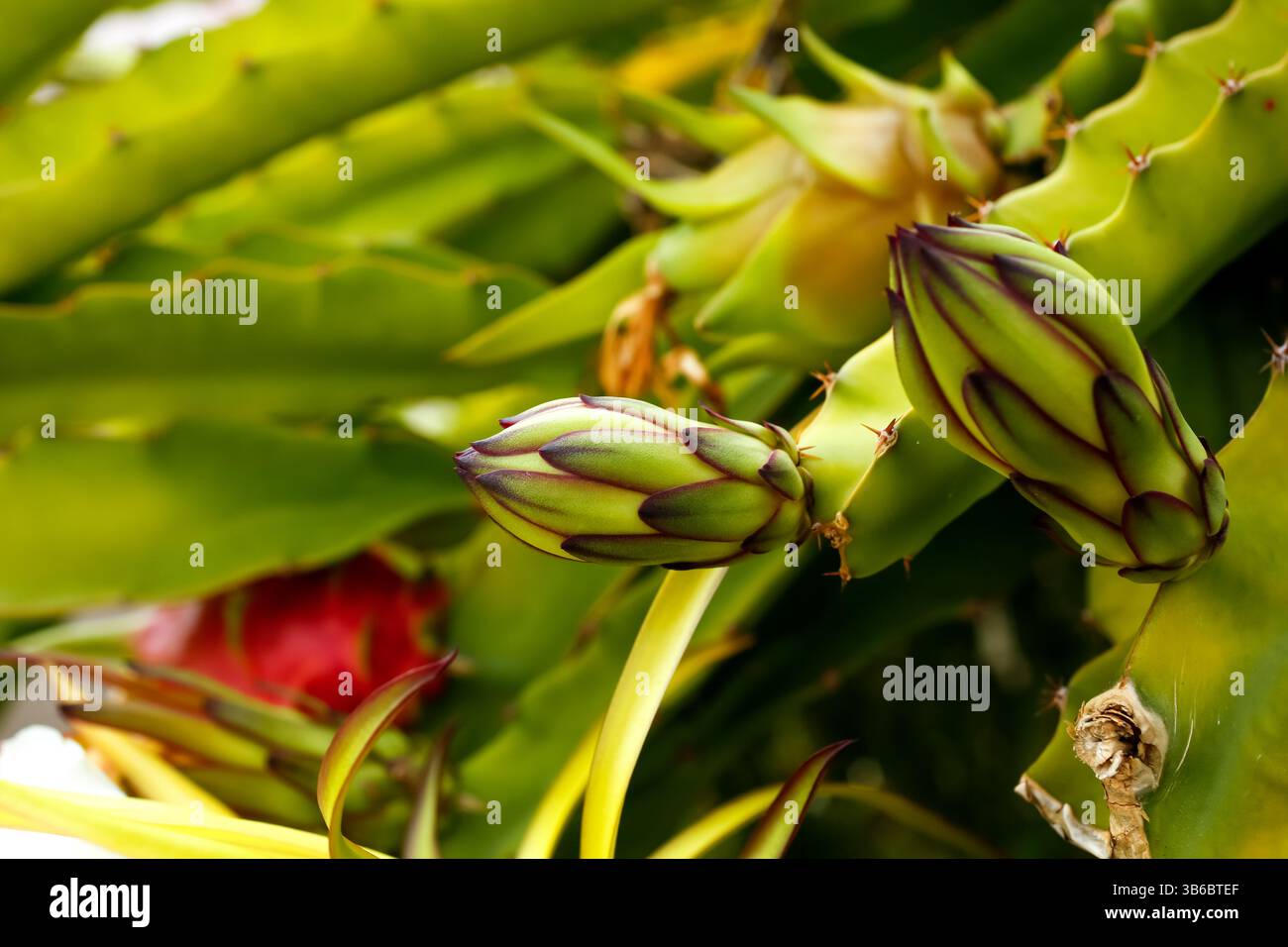 Gros plan d'une plante de cactus de libellule présentant plusieurs stades de croissance, de la fleur au portage de fruits. Banque D'Images