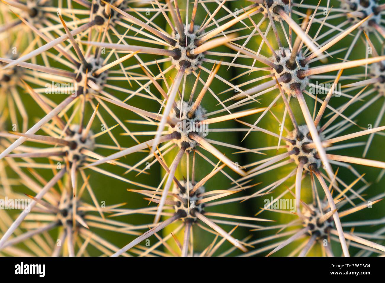 Fond d'été - cactus gros plan Banque D'Images