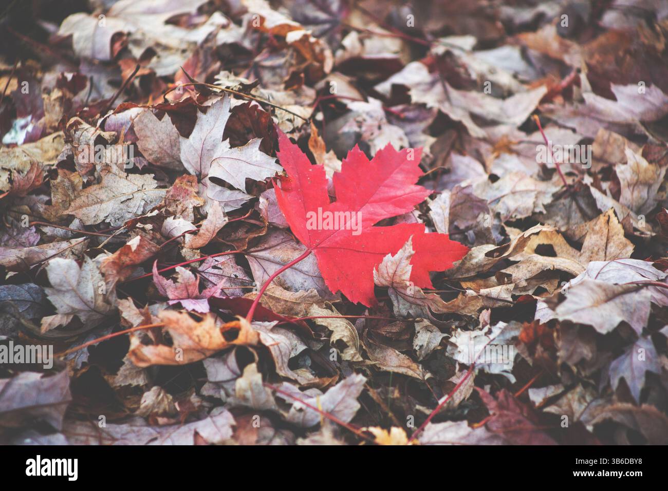 Une vue rapprochée d'une feuille d'érable rouge sur un tas de feuilles mortes pendant la saison d'automne. Banque D'Images