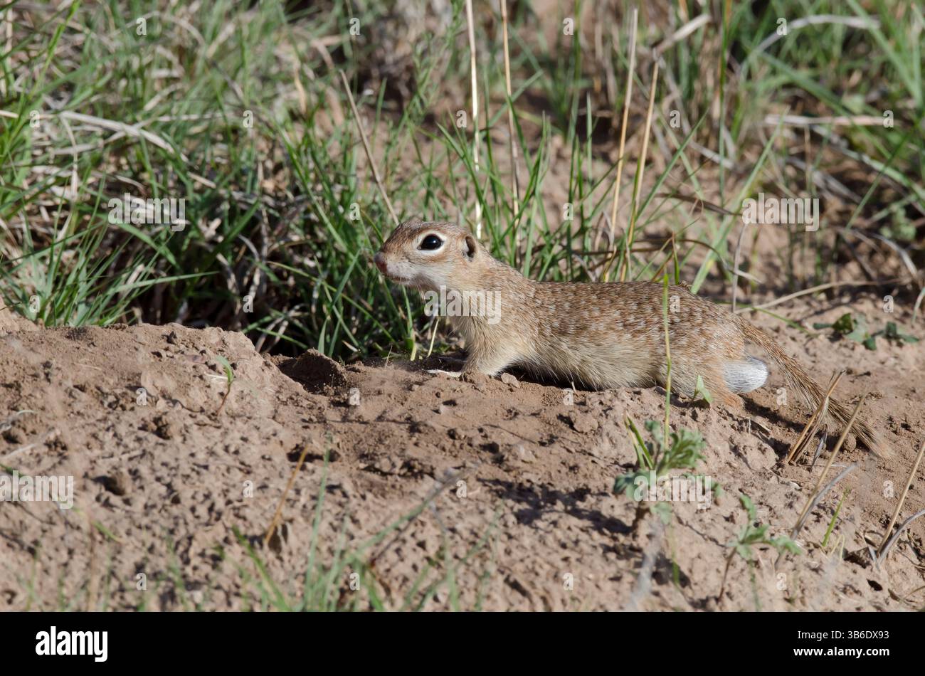 Écureuil tacheté, Xerospermophilus spilosoma, mâle Banque D'Images