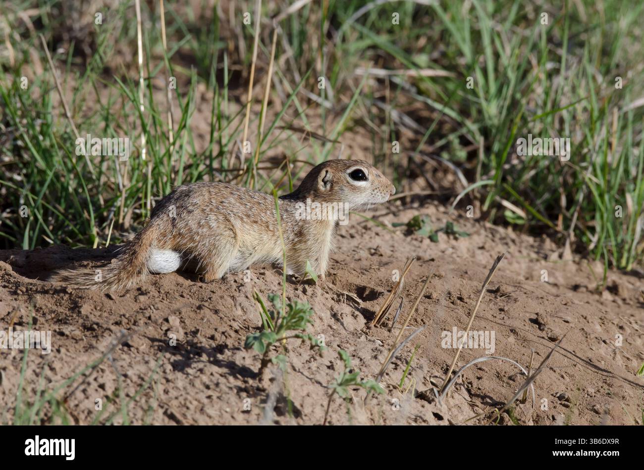 Écureuil tacheté, Xerospermophilus spilosoma, mâle Banque D'Images