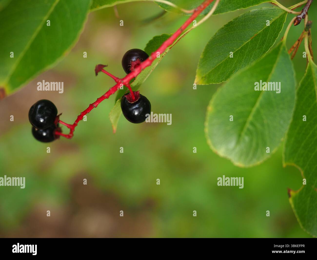 Cerises noires mûres poussant dans la forêt d'automne, Szczecin, Pologne Banque D'Images
