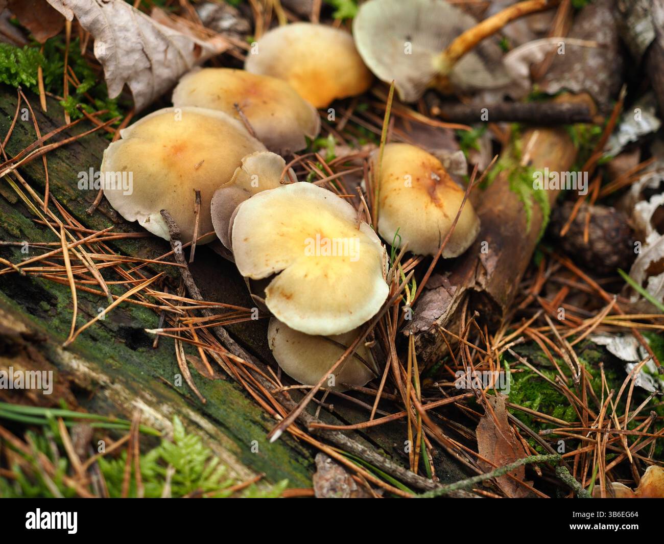 Grappe de champignons forestiers sauvages poussant parmi les aiguilles et les feuilles de pin Banque D'Images