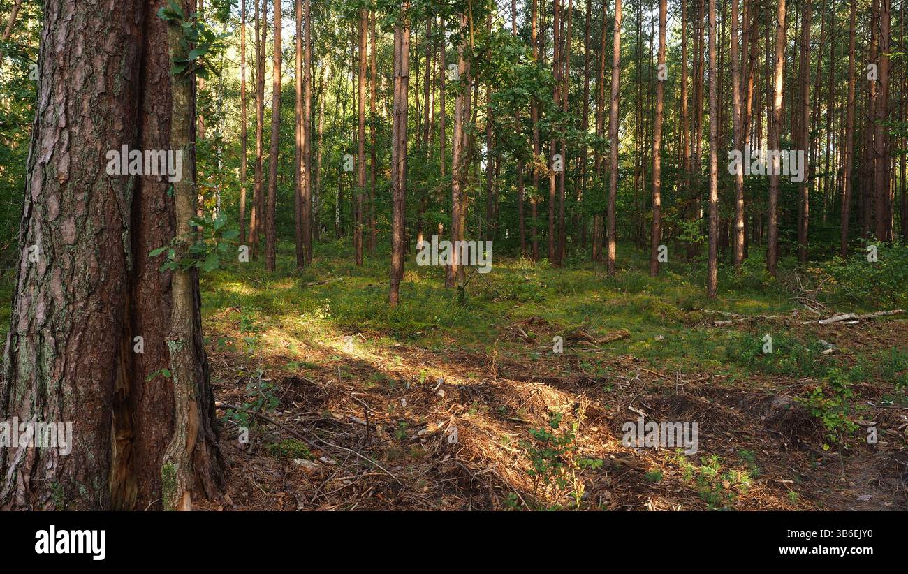 Cerises noires mûres dans une forêt d'automne, Szczecin, Pologne Banque D'Images