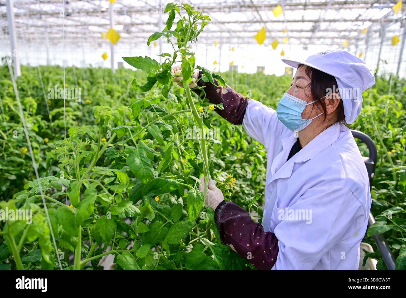 (250504) -- URUMQI, 4 mai 2025 (Xinhua) -- Un membre du personnel travaille au centre pour la science et la technologie agricoles futures d'une zone de démonstration agricole dans la préfecture autonome de Changji hui, dans la région autonome ouïgur du Xinjiang, au nord-ouest de la Chine, le 10 février 2025. Au cours des dernières années, le Xinjiang a attaché une grande importance au développement de l'agriculture industrielle, y compris l'agriculture intelligente. En 2023, la région comptait plus de 1,2 millions d'unités agricoles, impliquant une superficie de plantation de légumes dépassant 44 600 hectares au total, selon le département local de l'agriculture et de rur Banque D'Images (250504) -- URUMQI, 4 mai 2025 (Xinhua) -- Un membre du personnel travaille au centre pour la science et la technologie agricoles futures d'une zone de démonstration agricole dans la préfecture autonome de Changji hui, dans la région autonome ouïgur du Xinjiang, au nord-ouest de la Chine, le 10 février 2025. Au cours des dernières années, le Xinjiang a attaché une grande importance au développement de l'agriculture industrielle, y compris l'agriculture intelligente. En 2023, la région comptait plus de 1,2 millions d'unités agricoles, impliquant une superficie de plantation de légumes dépassant 44 600 hectares au total, selon le département local de l'agriculture et de rur Banque D'Images