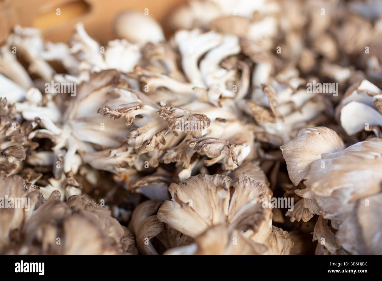 Gros plan d'une boîte pleine de champignons maitake exposée sur un marché fermier local. Banque D'Images