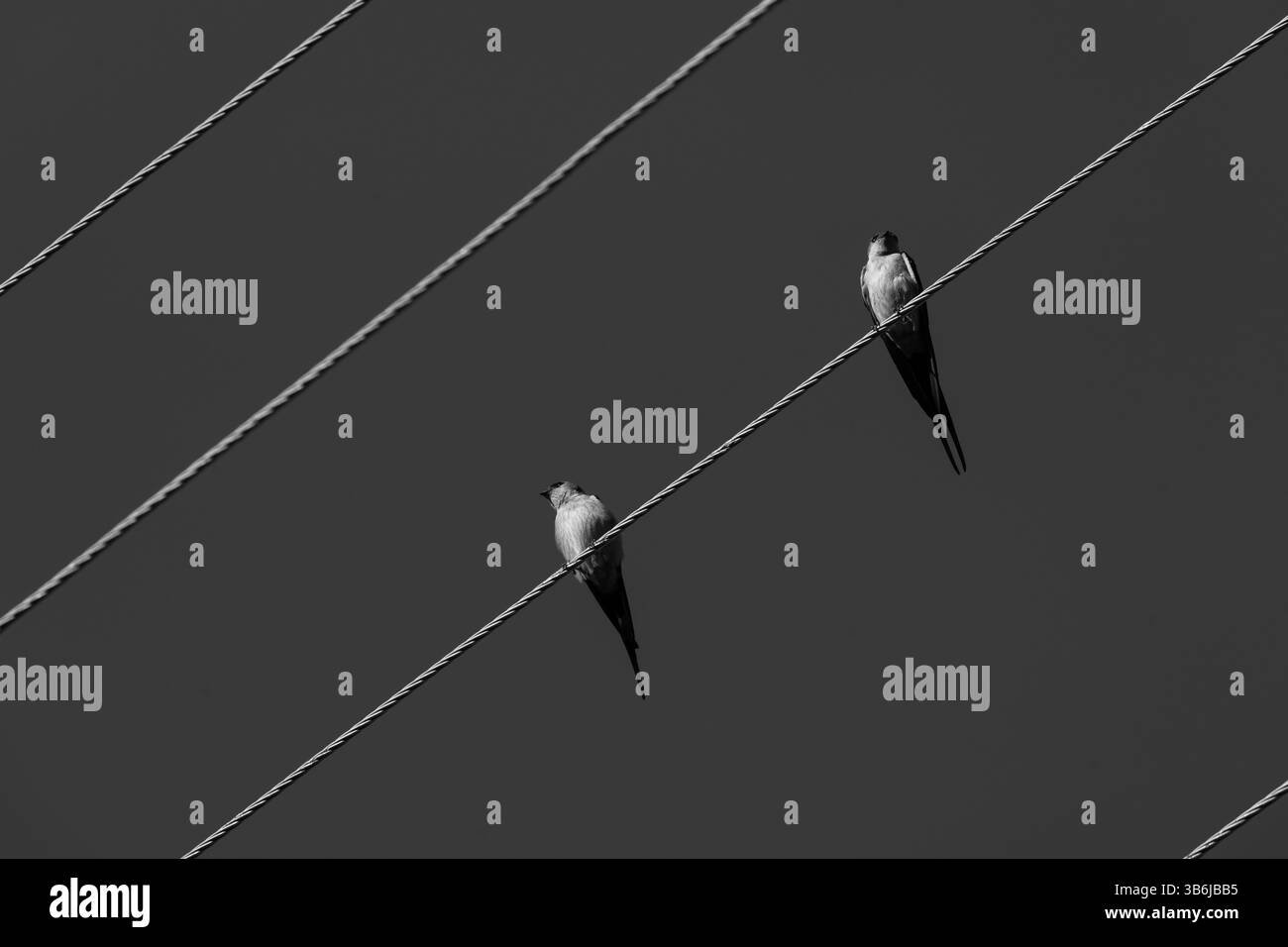 Avalez sur le fil. Détails monochromes. Banque D'Images