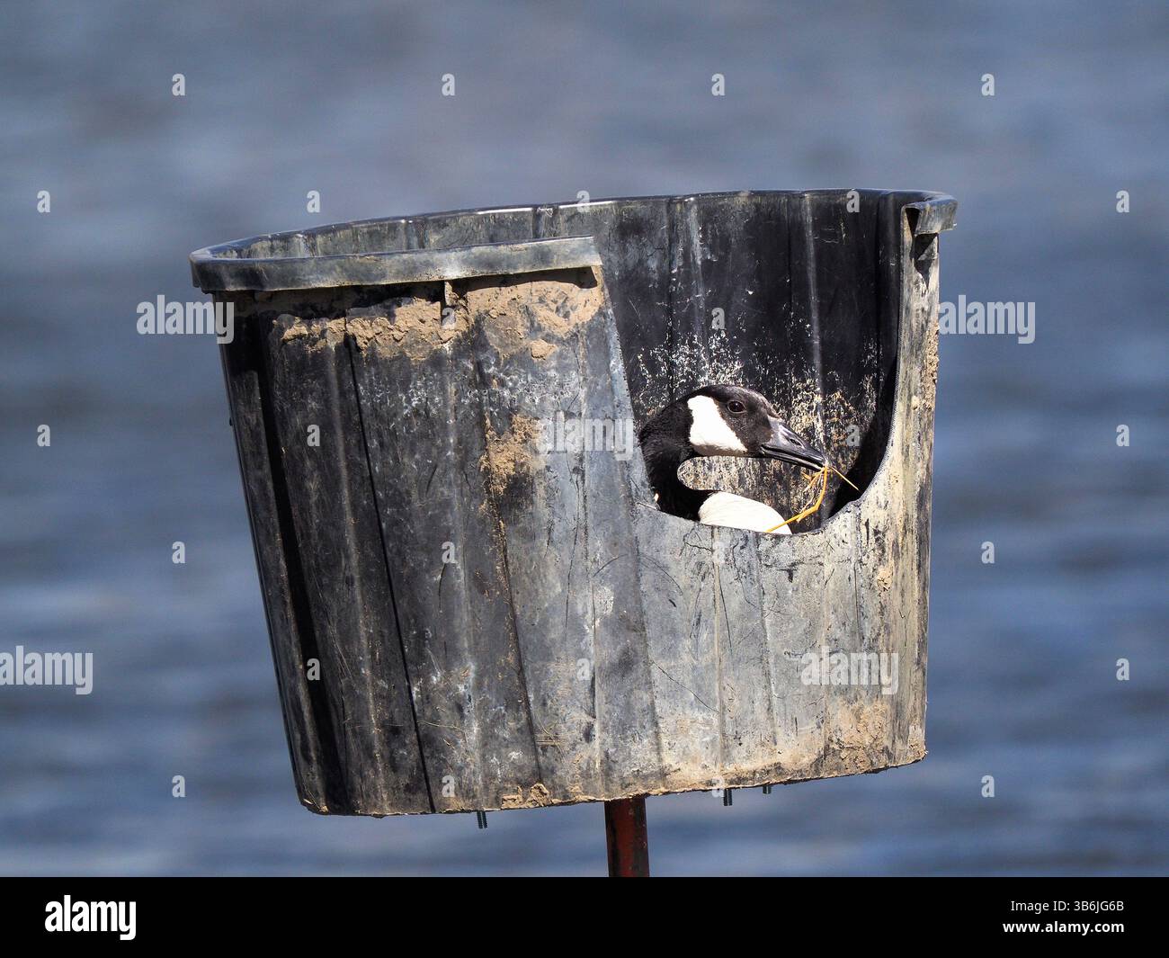 11 avril 2024, North Sioux City, Dakota du Sud, États-Unis : une oie canadienne réajuste une partie de l' herbe de son nid alors qu' elle repose sur des œufs dans une nacelle de nidification dans Mud Lake à Adams Homestead and nature Preserve à North Sioux City, SD, jeudi 11 avril 2024. Les bernaches du Canada peuvent pondre entre 4-9 œufs par année, généralement un œuf tous les un à deux jours. La femelle ne quitte pas le nid pour manger, boire ou se baigner pendant que les œufs sont en incubation, une période normalement de 28-30 jours selon le site Geese relief. Une fois éclos, les jeunes oisons resteront avec leurs parents pour tout le sapin Banque D'Images