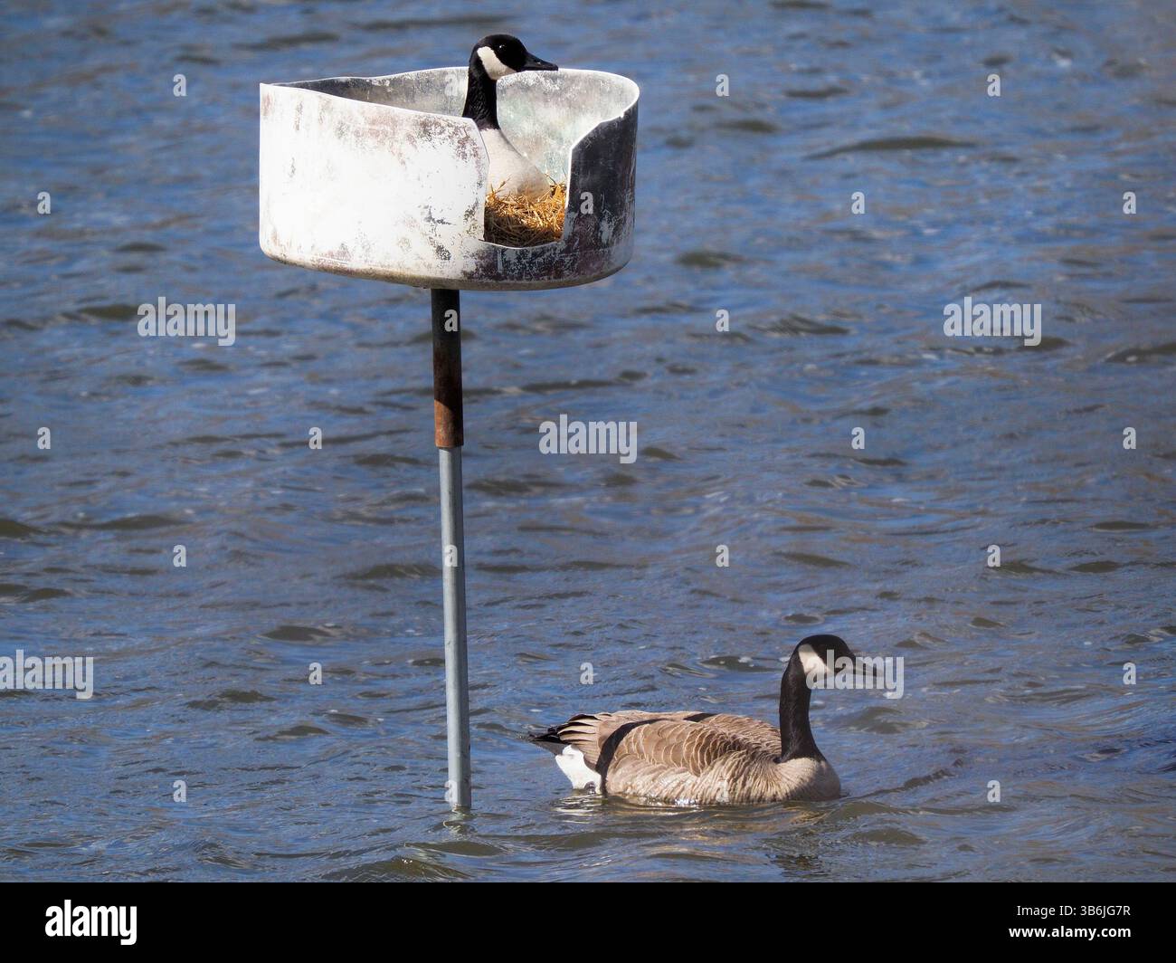 11 avril 2024, North Sioux City, Dakota du Sud, États-Unis : une oie canadienne mâle ''patrouille'' dans l'eau autour d'une nacelle de nidification où son compagnon est assis sur des œufs dans Mud Lake à Adams Homestead and nature Preserve à North Sioux City, SD, jeudi 11 avril 2024. Les bernaches du Canada peuvent pondre entre 4-9 œufs par année, généralement un œuf tous les un à deux jours. La femelle ne quitte pas le nid pour manger, boire ou se baigner pendant que les œufs sont en incubation, une période normalement de 28-30 jours selon le site Geese relief. Une fois éclos, les jeunes oisons resteront avec leurs parents pour la première fois Banque D'Images