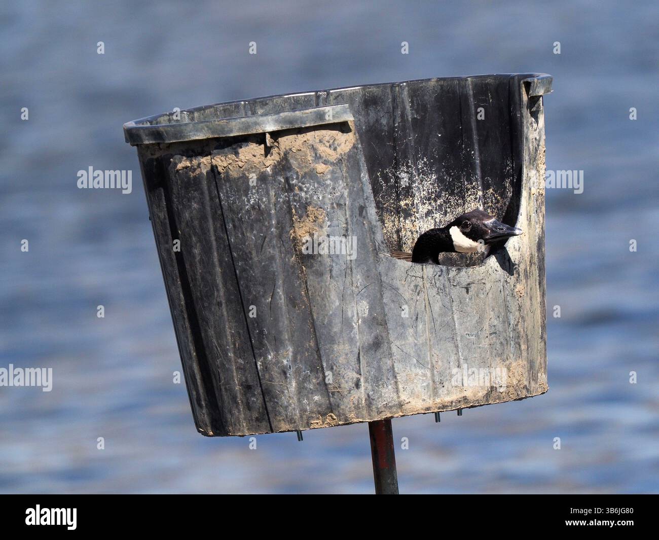 11 avril 2024, North Sioux City, Dakota du Sud, États-Unis : une oie canadienne femelle regarde depuis sa nacelle de nidification sur Mud Lake à Adams Homestead and nature Preserve à North Sioux City, Dakota du Sud, jeudi 11 avril 2024. Les bernaches du Canada peuvent pondre entre 4-9 œufs par année, généralement un œuf tous les un à deux jours. La femelle ne quitte pas le nid pour manger, boire ou se baigner pendant que les œufs sont en incubation, une période normalement de 28-30 jours selon le site Geese relief. Une fois éclos, les jeunes oisons resteront avec leurs parents pendant toute la première année. (Crédit image : © Jerry Mennenga/ Banque D'Images