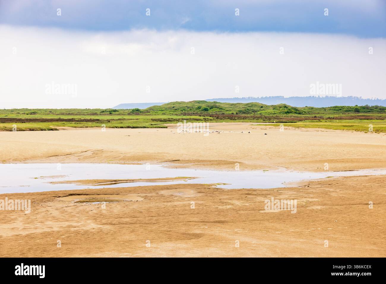 Plage de sable à marée basse avec un troupeau d'oiseaux Banque D'Images