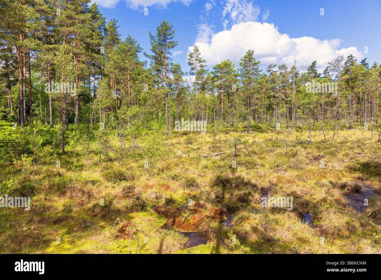 Zone humide sur une tourbière dans une forêt avec des pins une journée d'été ensoleillée Banque D'Images