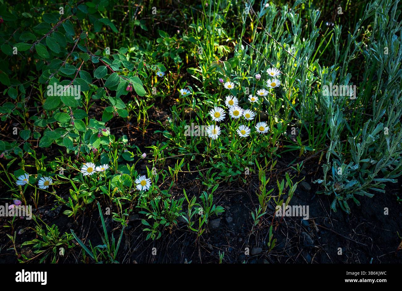 8 juillet 2024 : après une froide nuit d été, les marguerites atteignent le soleil du matin dans le paysage alpin de ColoradoÃ¢â‚¬â„¢. Forêt nationale de Gunnison, Crested Butte, Colorado. (Crédit image : © Larry Clouse/CSM/CSM via ZUMA Press Wire) Banque D'Images